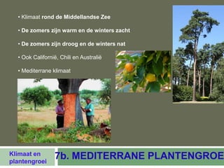 • Klimaat rond de Middellandse Zee

  • De zomers zijn warm en de winters zacht

  • De zomers zijn droog en de winters nat

  • Ook Californië, Chili en Australië

  • Mediterrane klimaat




Klimaat en
plantengroei
                 7b. MEDITERRANE PLANTENGROE
 