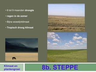 • 8 tot 9 maanden droogte

 • regen in de zomer

 • Bijna woestijnklimaat

 • Tropisch droog klimaat




Klimaat en
plantengroei                 8b. STEPPE
 