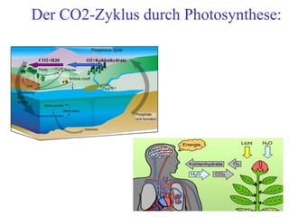 Der CO2-Zyklus durch Photosynthese:
CO2+H20 O2+Kohlenhydrate
 