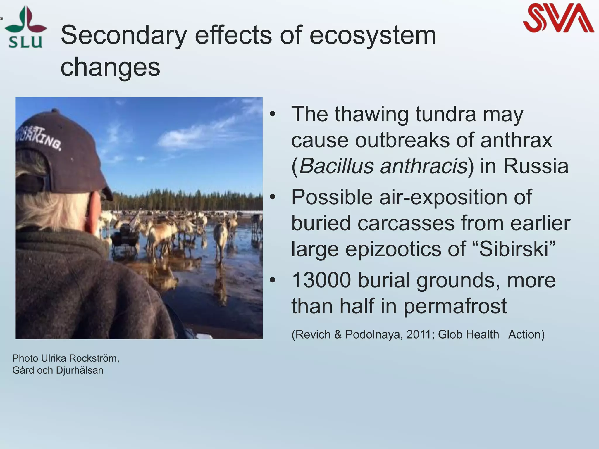 Secondary effects of ecosystem
changes
• The thawing tundra may
cause outbreaks of anthrax
(Bacillus anthracis) in Russia
• Possible air-exposition of
buried carcasses from earlier
large epizootics of “Sibirski”
• 13000 burial grounds, more
than half in permafrost
(Revich & Podolnaya, 2011; Glob Health Action)
Photo Ulrika Rockström,
Gård och Djurhälsan
 