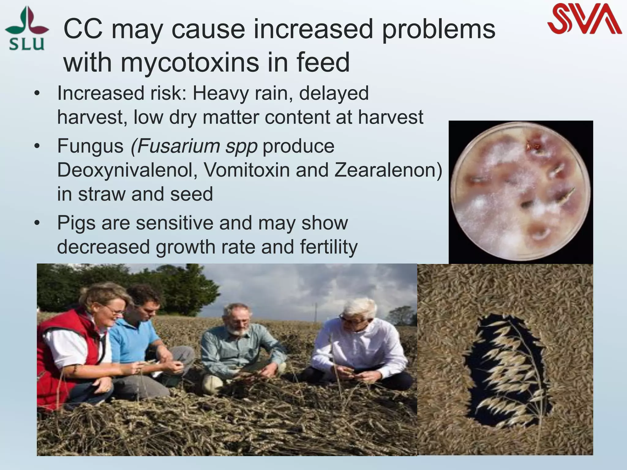 • Increased risk: Heavy rain, delayed
harvest, low dry matter content at harvest
• Fungus (Fusarium spp produce
Deoxynivalenol, Vomitoxin and Zearalenon)
in straw and seed
• Pigs are sensitive and may show
decreased growth rate and fertility
CC may cause increased problems
with mycotoxins in feed
 