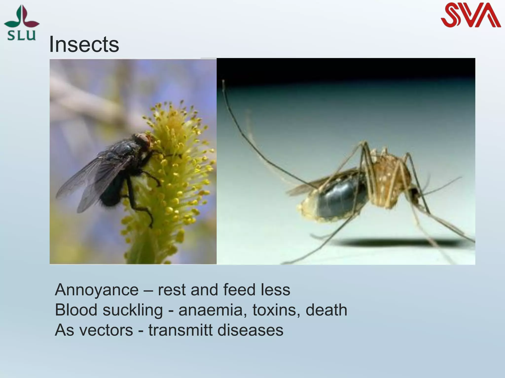 Insects
Annoyance – rest and feed less
Blood suckling - anaemia, toxins, death
As vectors - transmitt diseases
 
