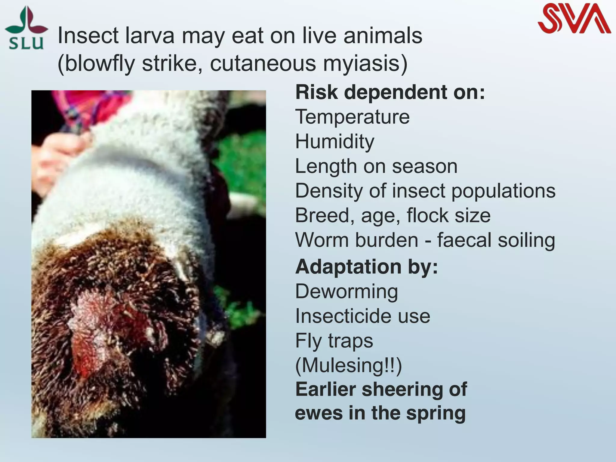 Insect larva may eat on live animals
(blowfly strike, cutaneous myiasis)
Risk dependent on:
Temperature
Humidity
Length on season
Density of insect populations
Breed, age, flock size
Worm burden - faecal soiling
Adaptation by:
Deworming
Insecticide use
Fly traps
(Mulesing!!)
Earlier sheering of
ewes in the spring
 