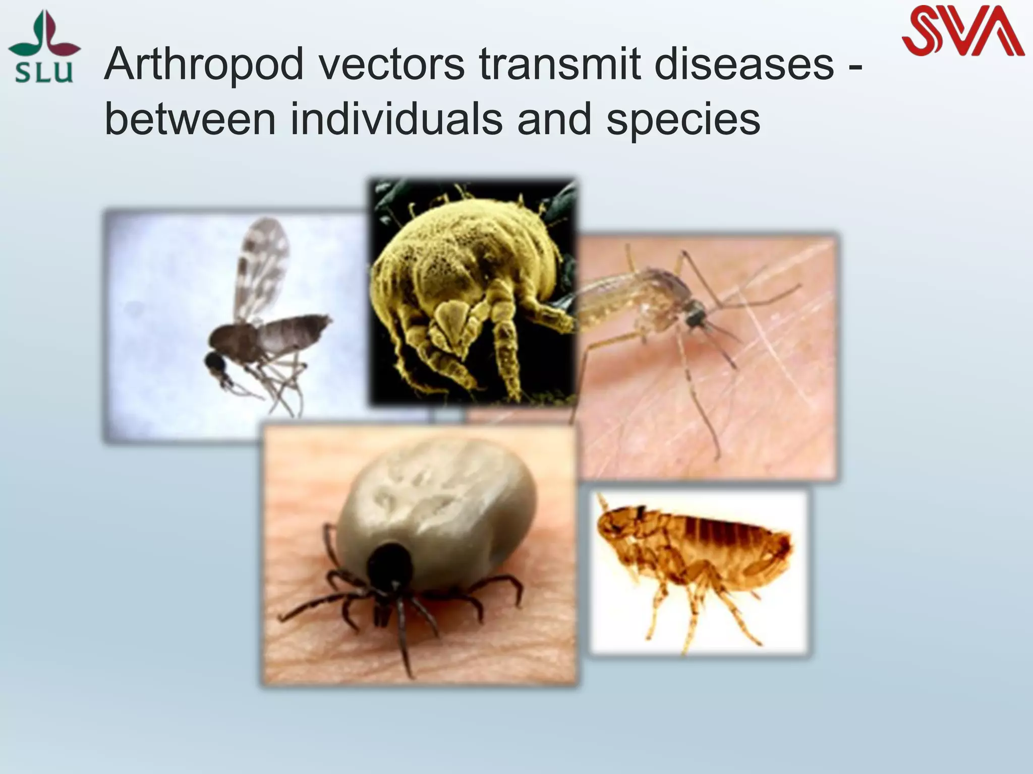Arthropod vectors transmit diseases -
between individuals and species
 