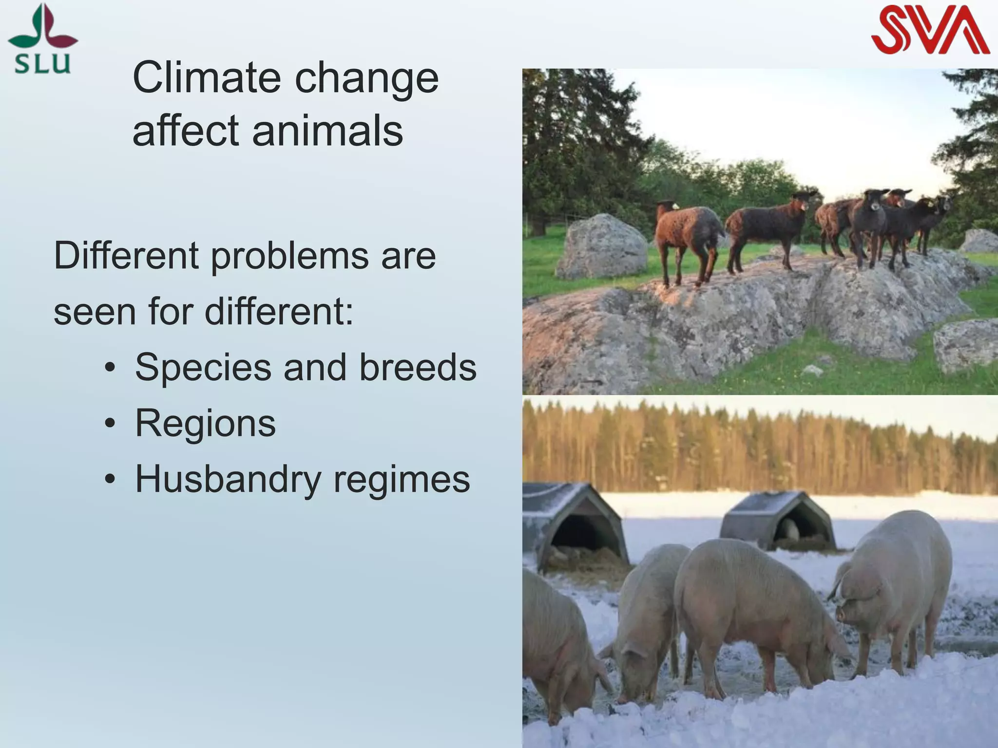 Different problems are
seen for different:
• Species and breeds
• Regions
• Husbandry regimes
Climate change
affect animals
 