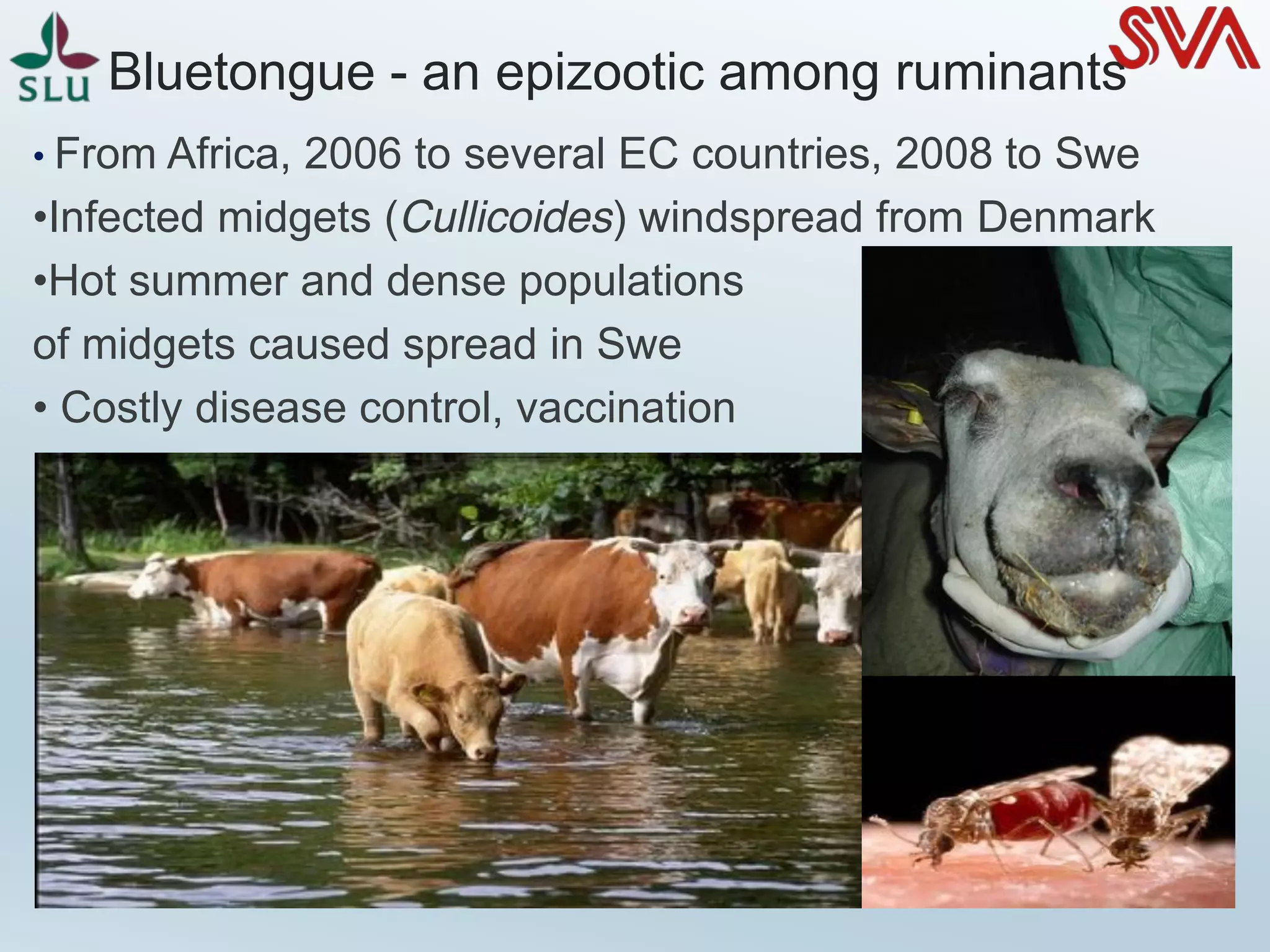Bluetongue - an epizootic among ruminants
• From Africa, 2006 to several EC countries, 2008 to Swe
•Infected midgets (Cullicoides) windspread from Denmark
•Hot summer and dense populations
of midgets caused spread in Swe
• Costly disease control, vaccination
 