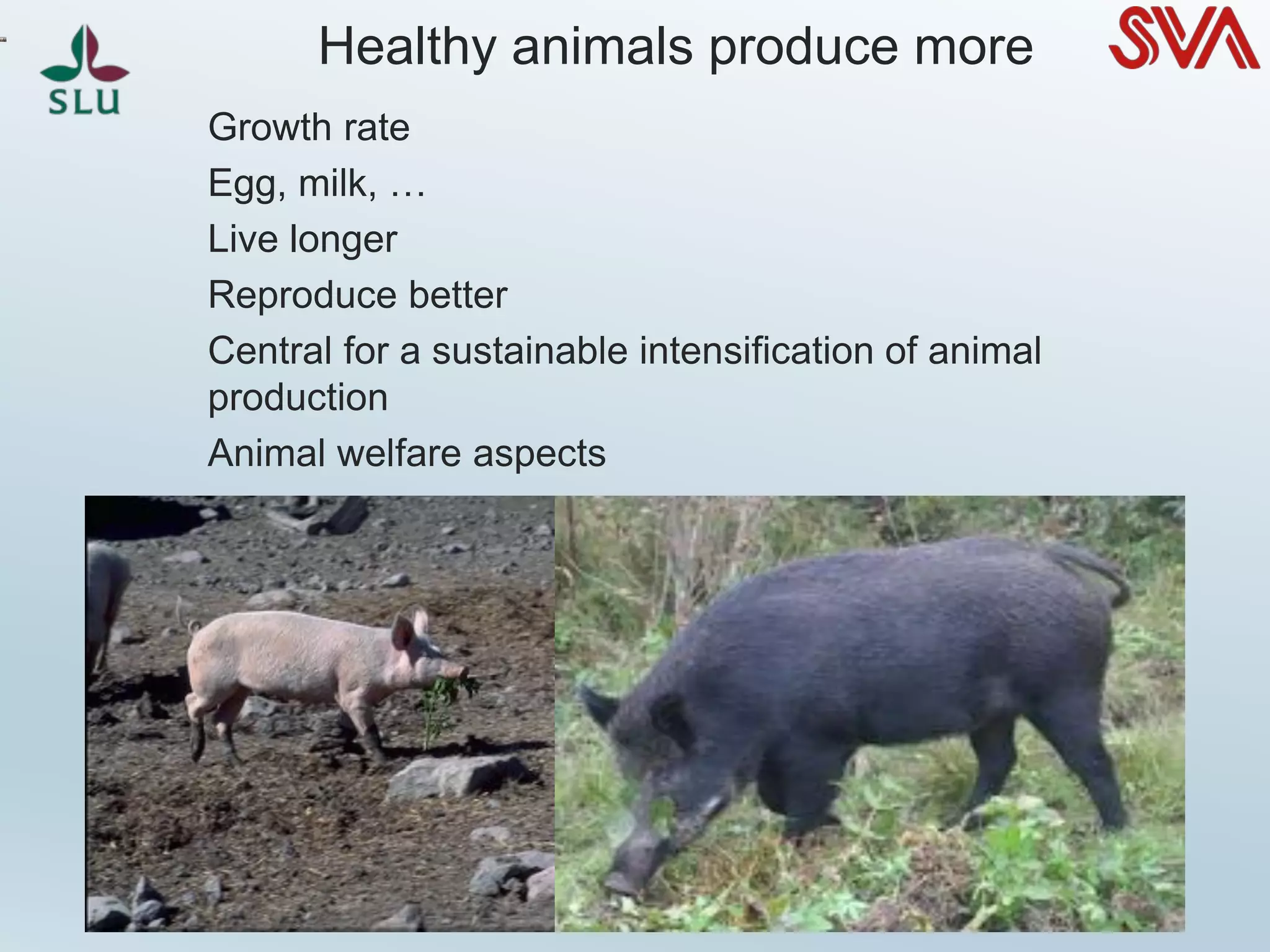 Healthy animals produce more
Growth rate
Egg, milk, …
Live longer
Reproduce better
Central for a sustainable intensification of animal
production
Animal welfare aspects
 