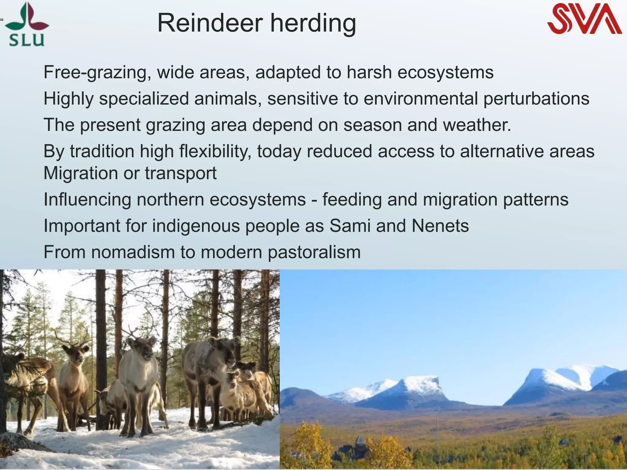 Reindeer herding
Free-grazing, wide areas, adapted to harsh ecosystems
Highly specialized animals, sensitive to environmental perturbations
The present grazing area depend on season and weather.
By tradition high flexibility, today reduced access to alternative areas
Migration or transport
Influencing northern ecosystems - feeding and migration patterns
Important for indigenous people as Sami and Nenets
From nomadism to modern pastoralism
Photo Anna-Marja Kaddik, SSR
 
