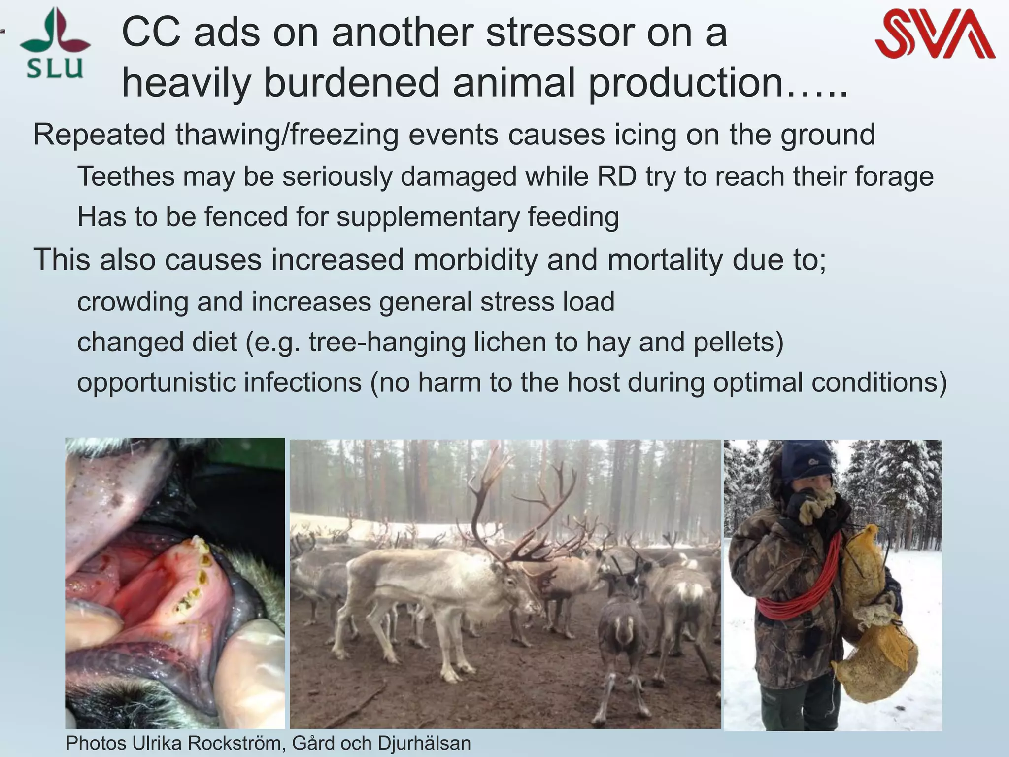 CC ads on another stressor on a
heavily burdened animal production…..
Repeated thawing/freezing events causes icing on the ground
Teethes may be seriously damaged while RD try to reach their forage
Has to be fenced for supplementary feeding
This also causes increased morbidity and mortality due to;
crowding and increases general stress load
changed diet (e.g. tree-hanging lichen to hay and pellets)
opportunistic infections (no harm to the host during optimal conditions)
Photos Ulrika Rockström, Gård och Djurhälsan
 