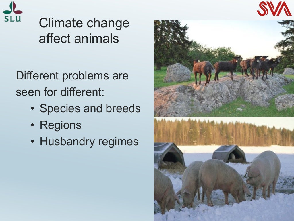 Climate change influence on animal health and production