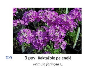 3 pav. Raktažolė pelenėlė
Primula farinosa L.
2(V)
 