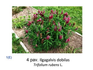 4 pav. Ilgagalvis dobilas
Trifolium rubens L.
1(E)
 