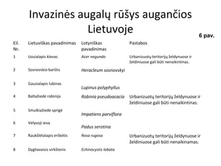 Invazinės augalų rūšys augančios
Lietuvoje
Eil.
Nr.
Lietuviškas pavadinimas Lotyniškas
pavadinimas
Pastabos
1 Uosialapis klevas Acer negundo Urbanizuotų teritorijų želdynuose ir
želdiniuose gali būti nenaikintinas.
2 Sosnovskio barštis Heracleum sosnovskyi
3 Gausialapis lubinas
Lupinus polyphyllus
4 Baltažiedė robinija Robinia pseudoacacia Urbanizuotų teritorijų želdynuose ir
želdiniuose gali būti nenaikintinas.
5 Smulkiažiedė sprigė
Impatiens parviflora
6 Vėlyvoji ieva
Padus serotina
7 Raukšlėtalapis erškėtis Rosa rugosa Urbanizuotų teritorijų želdynuose ir
želdiniuose gali būti nenaikinamas.
8 Dygliavaisis virkštenis Echinocystis lobata
6 pav.
 