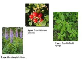 7 pav. Gausialapis lubinas
9 pav. Smulkiažiedė
sprigė
8 pav. Raukšlėtalapis
erškėtis
 