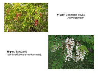 11 pav. Uosialapis klevas
(Acer negundo)
10 pav. Baltažiedė
robinija (Robinia pseudoacacia)
 
