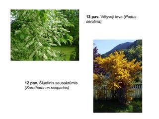 13 pav. Vėlyvoji ieva (Padus
serotina)
12 pav. Šluotinis sausakrūmis
(Sarothamnus scoparius)
 
