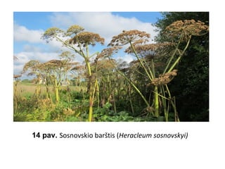 14 pav. Sosnovskio barštis (Heracleum sosnovskyi)
 
