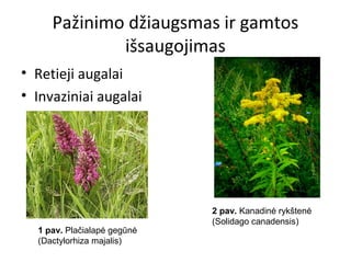 Pažinimo džiaugsmas ir gamtos
išsaugojimas
• Retieji augalai
• Invaziniai augalai
1 pav. Plačialapė gegūnė
(Dactylorhiza majalis)
2 pav. Kanadinė rykštenė
(Solidago canadensis)
 