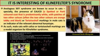 IT IS INTERESTING OF KLINEFELTER’S SYNDROME
 Anologous XXY syndrome are known to occur in cats –
specially, the presence of CALICO (a Spotted or Parti
coloured coat that is predominantly white, with patches of
two other colours (often the two other colours are orange
tabby and black) or Tortoiseshell markings in male cats is
an indicator of the relevant abnormal karyotype.
 As such, male cats with calico or tortoiseshell markings are
a model organism for Klinefelter syndrome.
-Chromosomal Disorder Affecting males-
 