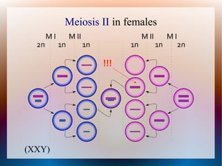 Meiosis II in females
(XXY)
!!!
 