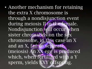 • Another mechanism for retaining
the extra X chromosome is
through a nondisjunction event
during meiosis II in the female.
Nondisjunction will occur when
sister chromatids on the sex
chromosome, in this case an X
and an X, fail to separate.
(meiosis) An XX egg is produced
which, when fertilized with a Y
sperm, yields XXY offspring.

 