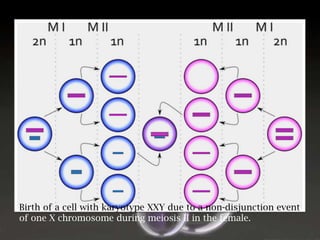 Birth of a cell with karyotype XXY due to a non-disjunction event
of one X chromosome during meiosis II in the female.

 