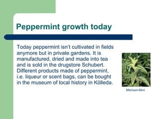 Peppermint growth today   Today peppermint isn’t cultivated in fields anymore but in private gardens. It is manufactured, dried and made into tea and is sold in the drugstore Schubert. Different products made of peppermint, i.e. liqueur or scent bags, can be bought in the museum of local history in Kölleda. Mitcham-Mint 