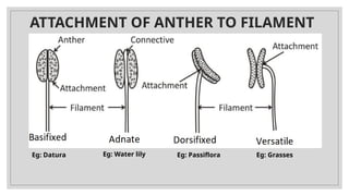 Morphology of flowering plants grade 11 | PPTX