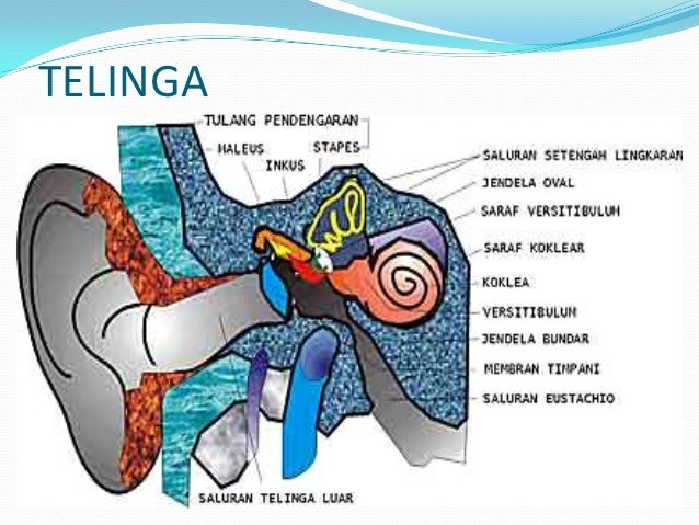 Bagian Pada Telinga Yang Berfungsi Sebagai Alat