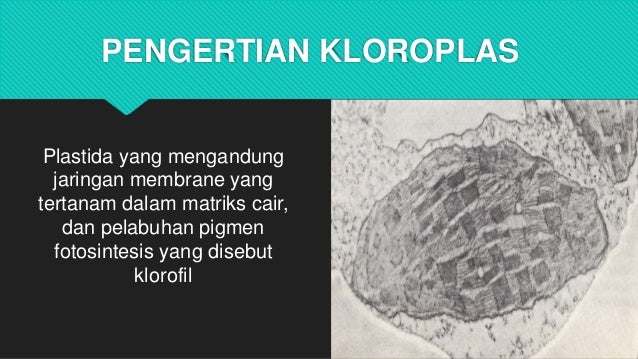 Biologi Kloroplas