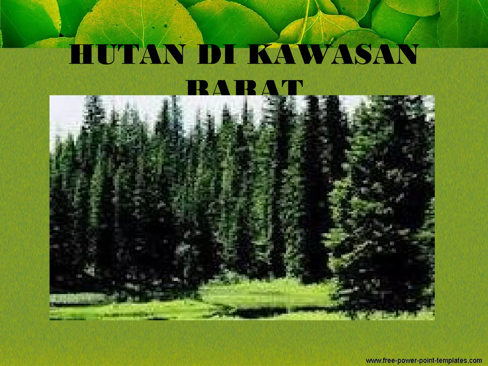 HUTAN DI KAWASAN
BARAT
 