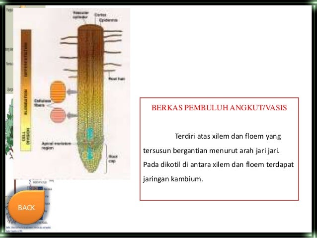ANATOMI TUMBUHAN AKAR