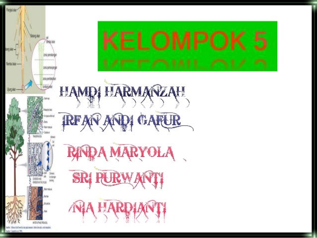 ANATOMI TUMBUHAN - AKAR