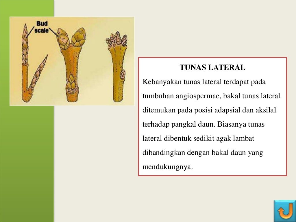 ANATOMI TUMBUHAN BATANG