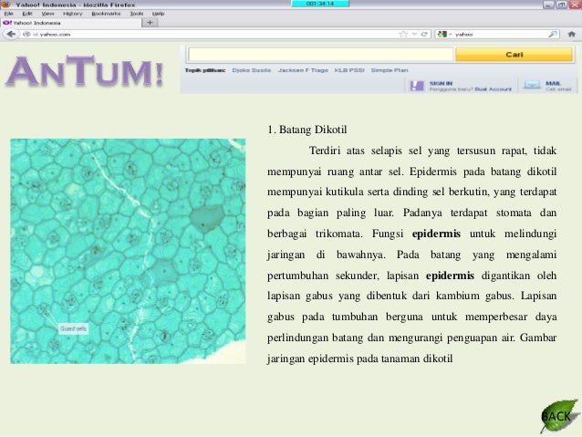 ANATOMI TUMBUHAN - JARINGAN EPIDERMIS