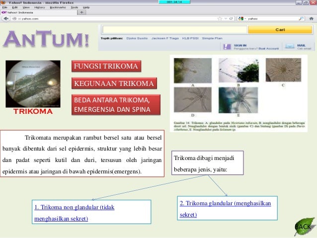 ANATOMI TUMBUHAN - JARINGAN EPIDERMIS
