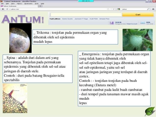 Definisi Buah Rambutan 0425 Definisi Buah Rambutan 0425