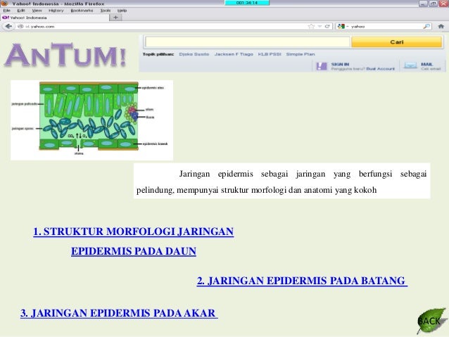 ANATOMI TUMBUHAN - JARINGAN EPIDERMIS ANATOMI TUMBUHAN - JARINGAN EPIDERMIS