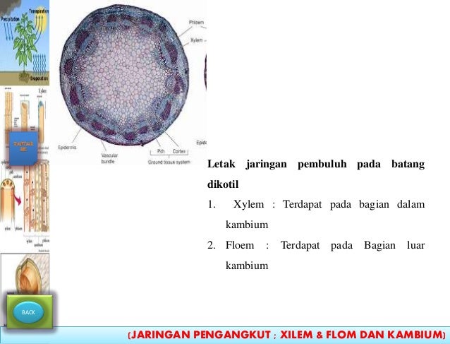 ANATOMI TUMBUHAN  JARINGAN PENGANGKUT