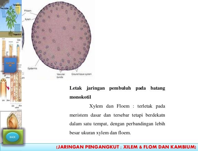 Anatomi Tumbuhan Jaringan Pengangkut