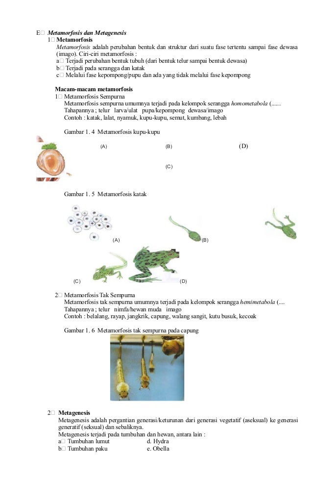 Biologi Kelas 8 Ii Smt 1