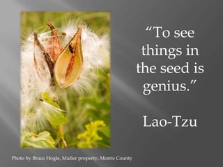 “To see
                                                        things in
                                                       the seed is
                                                        genius.”

                                                        Lao-Tzu

Photo by Bruce Hogle, Muller property, Morris County
 