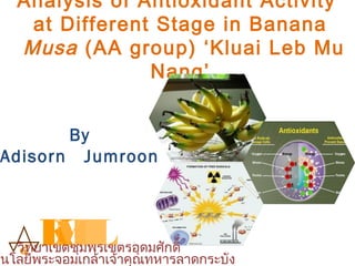 Analysis of Antioxidant Activity
at Different Stage in Banana
Musa (AA group) ‘Kluai Leb Mu
Nang’
By
Adisorn Jumroon
๔
KMITLโนโลยีพระจอมเกล้าเจ้าคุณทหารลาดกระบัง
วิทยาเขตชุมพรเขตรอุดมศักดิ์
 