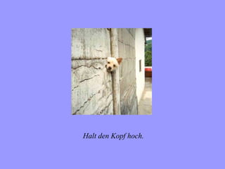 Halt den Kopf hoch.
 