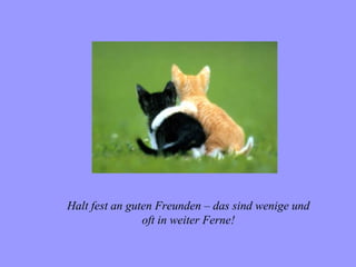 Halt fest an guten Freunden – das sind wenige und
                oft in weiter Ferne!
 