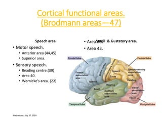 Kluver-Bucy Syndrome.ppt affecting cerebral cortex | PPT