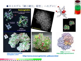 ◆川上モデル「鍵と鍵穴」模型； ヘモグロビン
http://www.ecosci.jp/km/km_pdbsum.html
http://www.ecosci.jp/pdb/
hemoglobin_s.html
PDBj 今月の分子
http://pdbj.org/mom?id=41
 