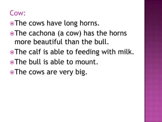 Cow:
 The cows have long horns.
 The cachona (a cow) has the horns
  more beautiful than the bull.
 The calf is able to feeding with milk.
 The bull is able to mount.
 The cows are very big.
 