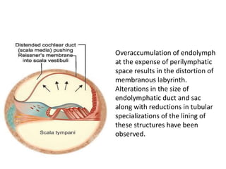 Overaccumulation of endolymph
at the expense of perilymphatic
space results in the distortion of
membranous labyrinth.
Alterations in the size of
endolymphatic duct and sac
along with reductions in tubular
specializations of the lining of
these structures have been
observed.
 