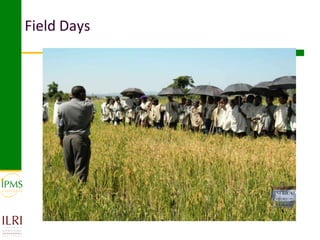 Innovative approaches of knowledge management in agriculture: Experiences from IPMS project–Ethiopia 